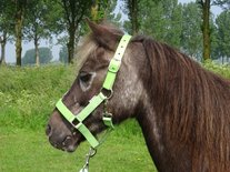 HB Halster Lak Shine Shetland