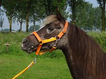 HB Halster Lak Shine Shetland