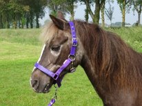 HB Halster Lak Shine Shetland