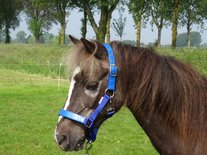 HB Halster Lak Shine Shetland