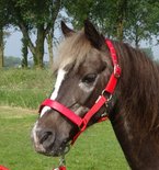HB Halster Lak Shine Shetland