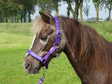 HB Halster Lak Shine Shetland